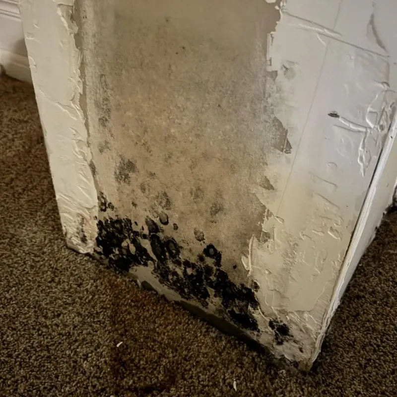Professional Mold Removal in Shamrock, TX